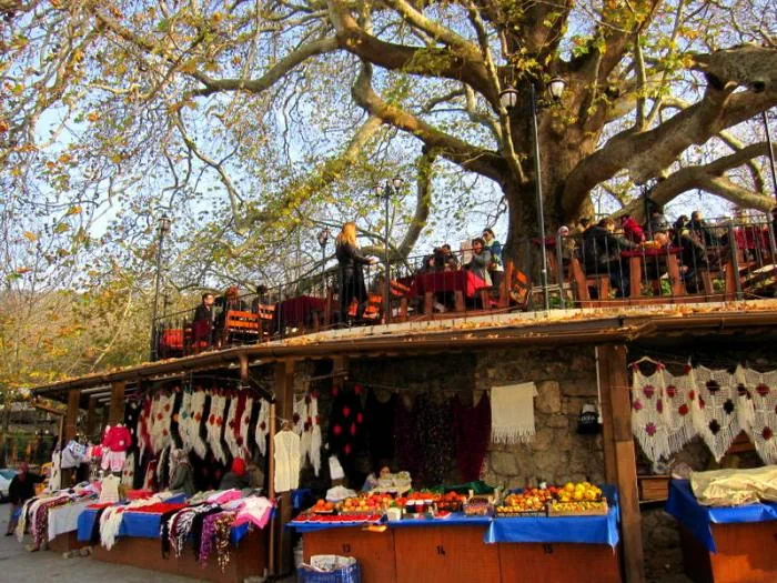 İnkaya Tarihi Çınarı görünümü